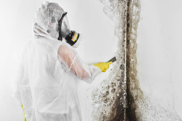 Best Local Mold Removal Service  in Dodgeville, WI