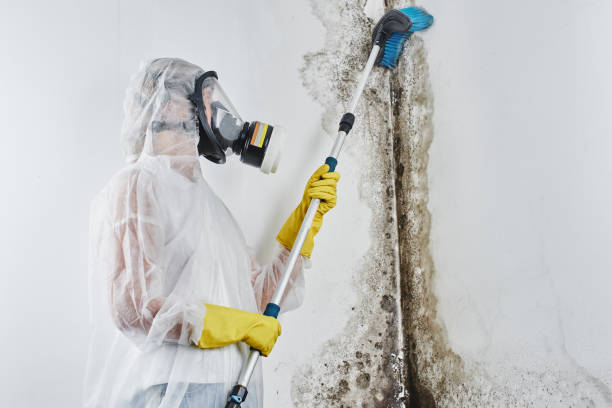 Attic Mold Removal in Dodgeville, WI