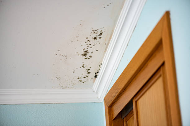 Best Home Mold Removal  in Dodgeville, WI