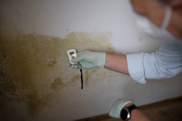 Best Mold Removal Company Near Me  in Dodgeville, WI
