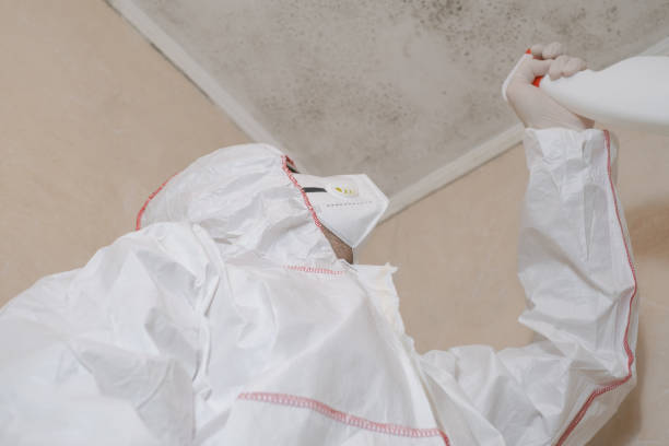 Trusted Dodgeville, WI Mold Removal Experts