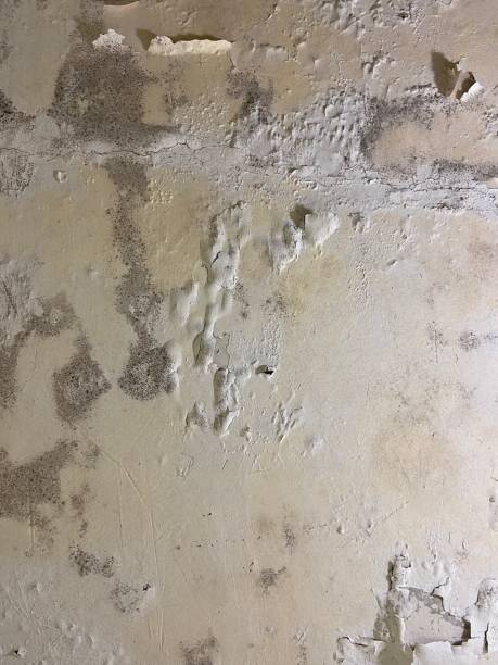 Best Mold Damage Repair  in Dodgeville, WI